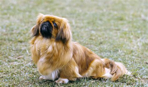 Pekingese Info Temperament Lifespan Puppies Pictures