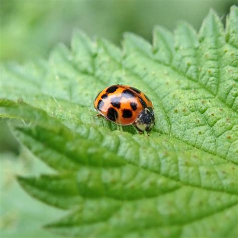 Ladybirds galore | earthstar