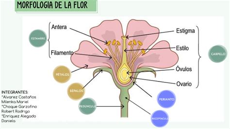 Morfolog A De La Flor By Milenka Mariel Alvarez Casta Os On Prezi