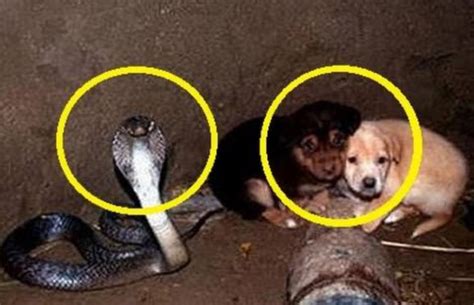 Quelqu un a jeté des chiots dans un puits et un cobra venimeux mais