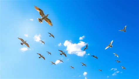 🔥 80 Birds Flying Wallpapers Wallpapersafari