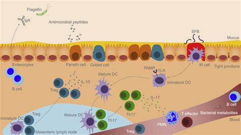 The Influence Of The Gut Microbiome On Cancer Immunity And Cancer Immunotherapy Cancer Cell