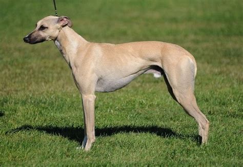 Growth Whippet - Puppy weight chart Whippet