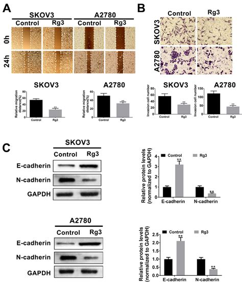 Ginsenoside Rg3 Inhibits Ovarian Cancer Cells Migration And Invasion