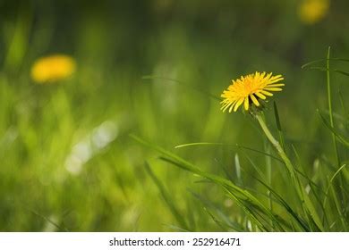 Yellow Dandelion Flowers Leaves Green Grass Stock Photo