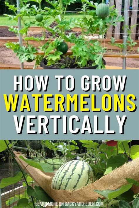 How To Grow Watermelon Vertically Backyard Eden