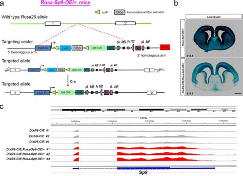 Transcription Factor Sp Is A Negative Regulator Of D Type Msn