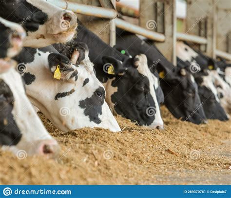 Vacas Leiteiras Que Alimentam Bovinos Confinados Imagem De Stock