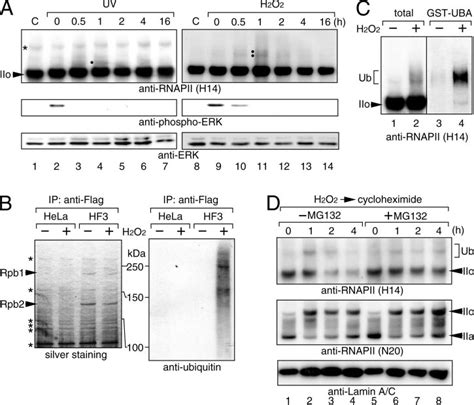 H O Induced Ubiquitination And Degradation Of Rpb A Hela Cells