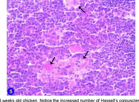 Thymus Histology