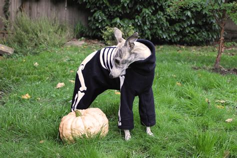 DIY Dog Skeleton Costume – The Pointy Snoot