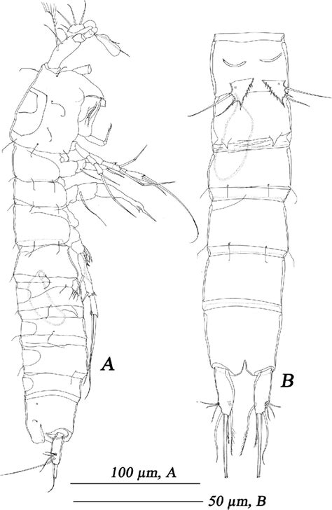 Indocaris Imbricata Gen Nov Sp Nov Male A Habitus Lateral