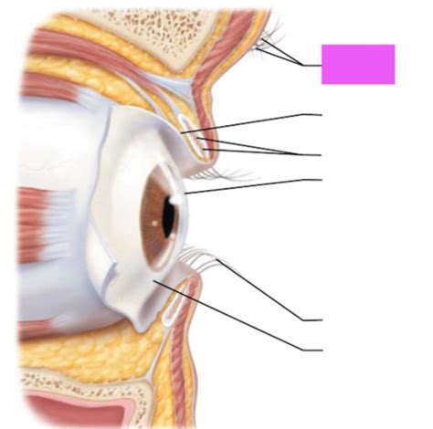 Ears And Eyes Flashcards Quizlet