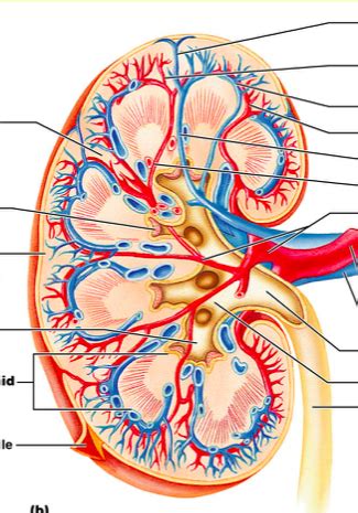 Renal fascia Diagram | Quizlet