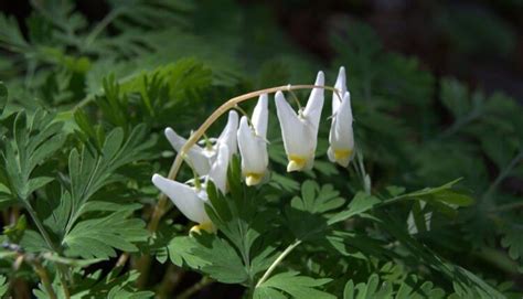 Where to See Spring Wildflowers in the Smoky Mountains Mountain ...