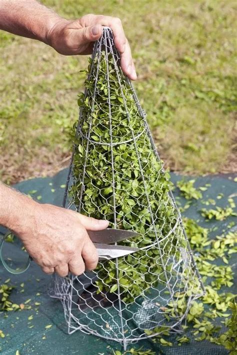 Wire Template For Trimming Bushes Back Gardener