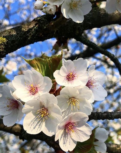 Pin By Marsha Lingle On Spring Halloween History Cherry Blossom Blossom