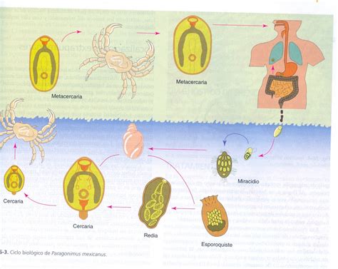 Microbiologia Parasitos Fasciola Paragonimus Ciclo Biologíco De Una Especie De Paragonimus