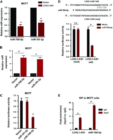 Loxl1 As1 Sponges Mir 708 5p In Breast Cancer Cells A Effect Of