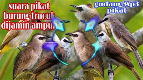 Suara Pikat Burung Trucuk Trucukan YouTube