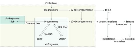 Schematic Of The Synthesis Of Sex Steroid Hormones From Cholesterol Download Scientific Diagram