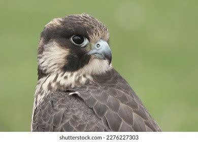 Peregrine Falcon Stoop: Over 141 Royalty-Free Licensable Stock Photos ...