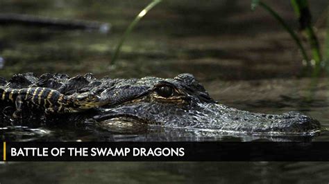 Watch Battle Of The Swamp Dragons on TV | OSN Home Palestine