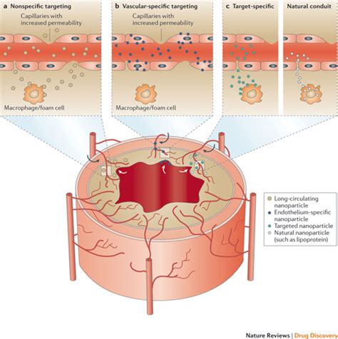 Targeting Principles In Atherosclerotic Plaques The Vessel Walls Of