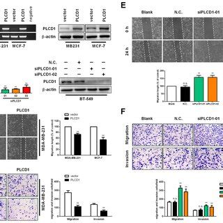 PLCD1 Inhibits Cell Migration And Invasion In Vitro A MDA MB 231 And