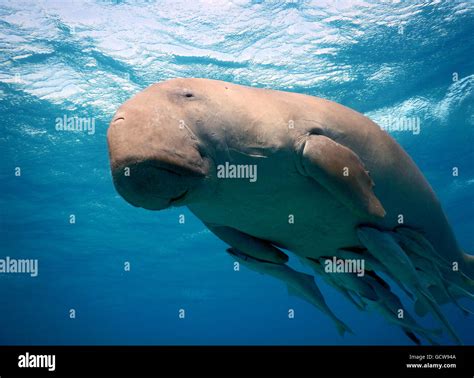 Dugong mit remora Fotos und Bildmaterial in hoher Auflösung Alamy