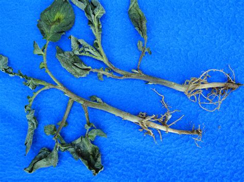 Potato Blackleg Caused By Dickeya Vegetable Pathology Long Island Horticultural Research