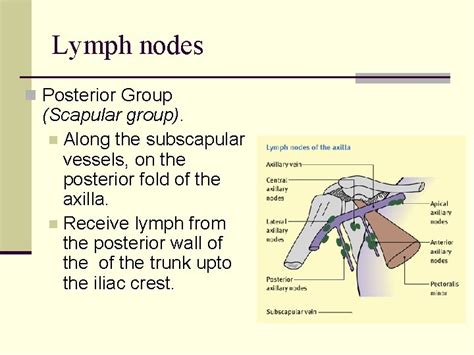 Venous Drainage And Lymphatics Of The Upper Limb