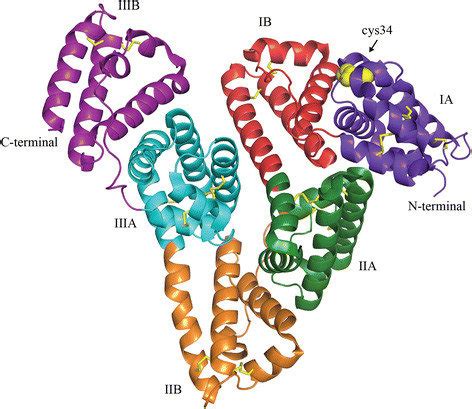 Crystal structure of human serum albumin. The illustration shows the... | Download Scientific ...