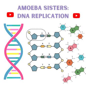 VIDEO WORKSHEET - Amoeba Sisters DNA REPLICATION by The Biology Chick