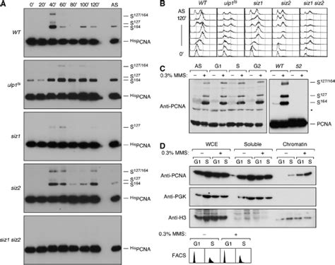 Cell Cycle And Dna Damage Dependent Sumoylation Of Pcna A Hispol