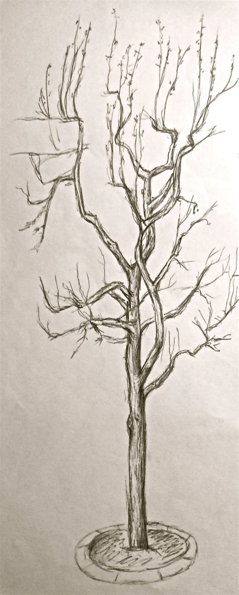 Skinny Tree By Silverspectrum23 On Deviantart