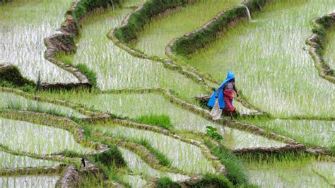 Dry Hills, Full Ponds: Climate Change, Resilience, and Agriculture in ...