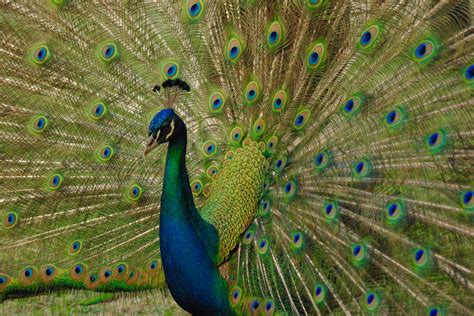 30,277+ Best Free Peacock bird Stock Photos & Images · 100% Royalty ...