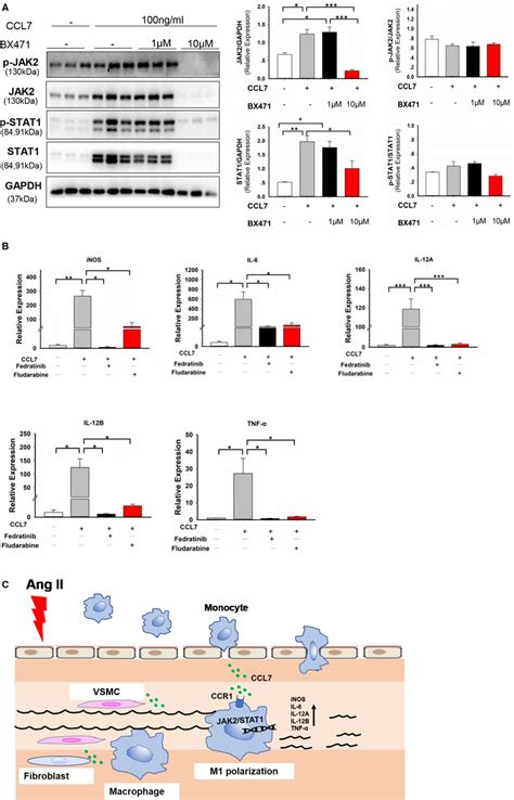 Ccl7‐ccr1 Interaction Regulated Macrophage Phenotype Through Jak2