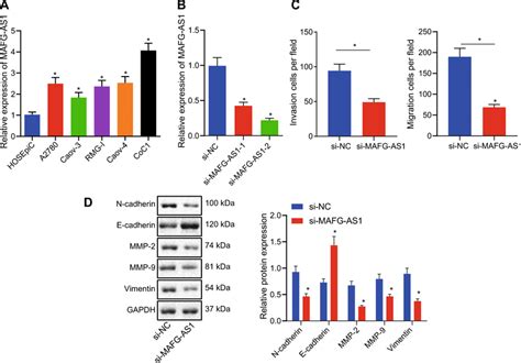 Mafg As1 Knockdown Suppresses The Emt Invasion And Migration In Oc A Download Scientific