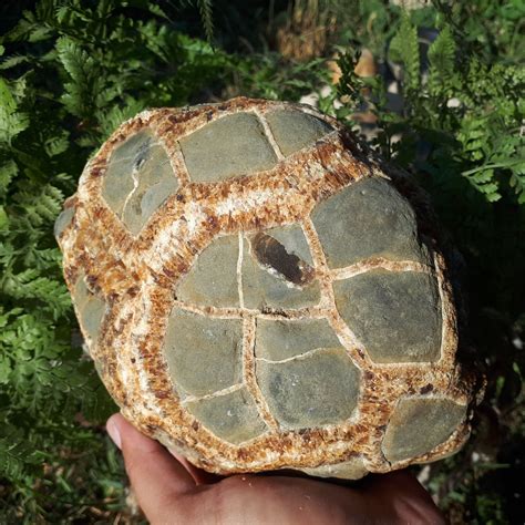 Rare Rough Whole Septarian Noduleuntreated Rough Septarian Specimen