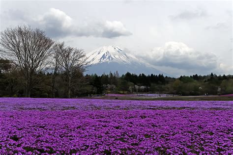 Shibazakura Festival: Japan’s pink blooms | Flickr Blog