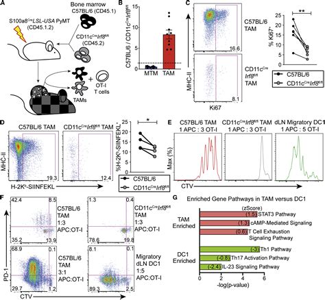 Tumor Associated Macrophages Expressing The Transcription Factor Irf8