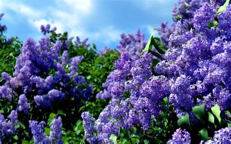 Heres How To Take Care Of Lilacs The Right Way Useful Tips