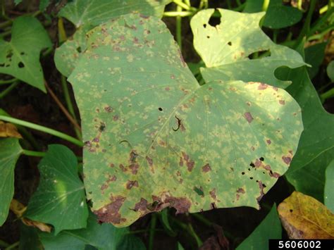 White Rust Albugo Ipomoeae Panduratae