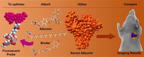 Serum Albumin