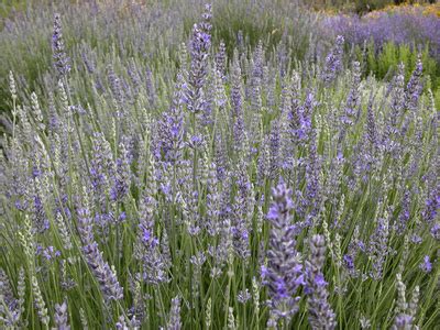 Lavender Plant Varieties | Garden Guides