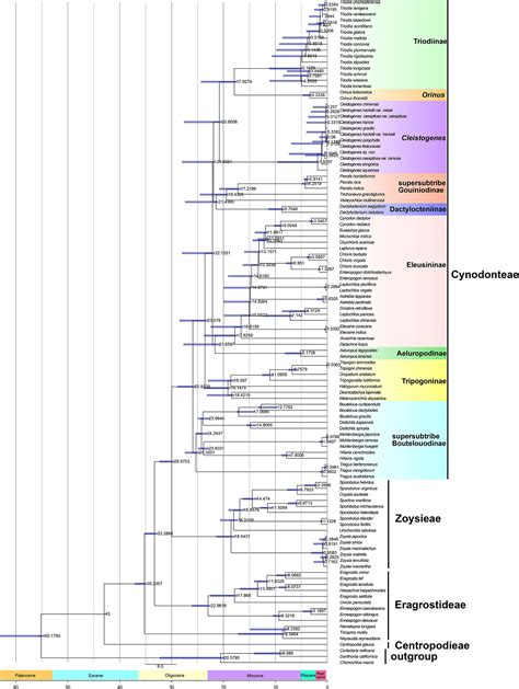 Frontiers Plastid Phylogenomics And Morphological Character Evolution