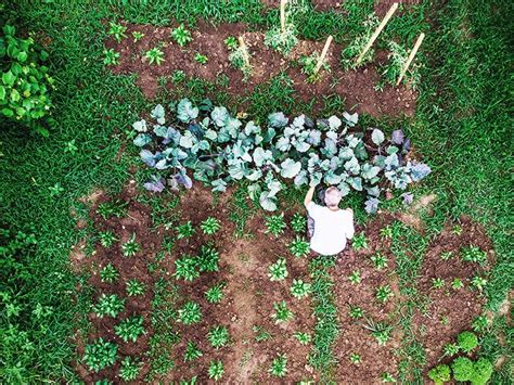 Régime alimentaire complet à base de plantes lié à la rémission du