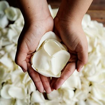 White Rose Petals | FiftyFlowers.com